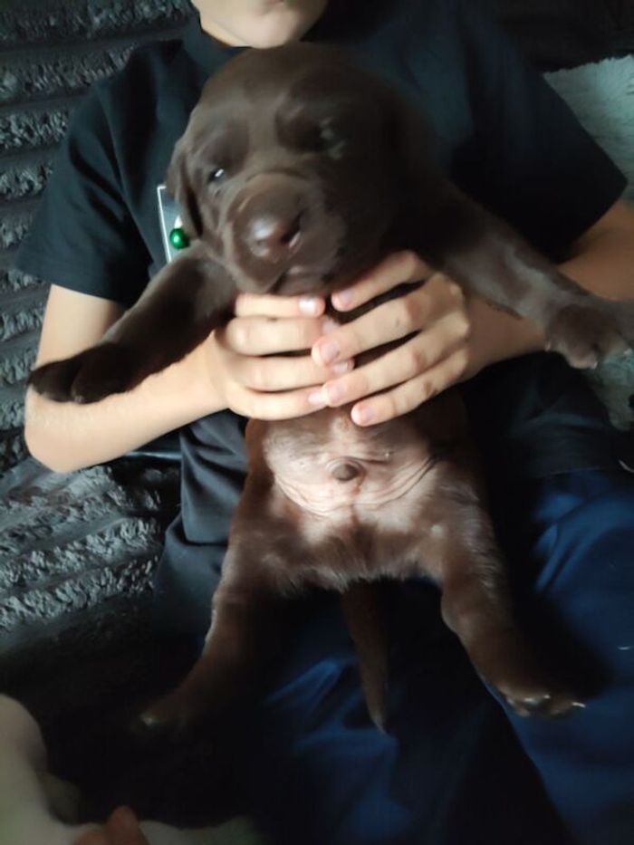 Labrador Retriever puppies for sale in Wakefield, West Yorkshire – 5 weeks old - Image 5 of 7