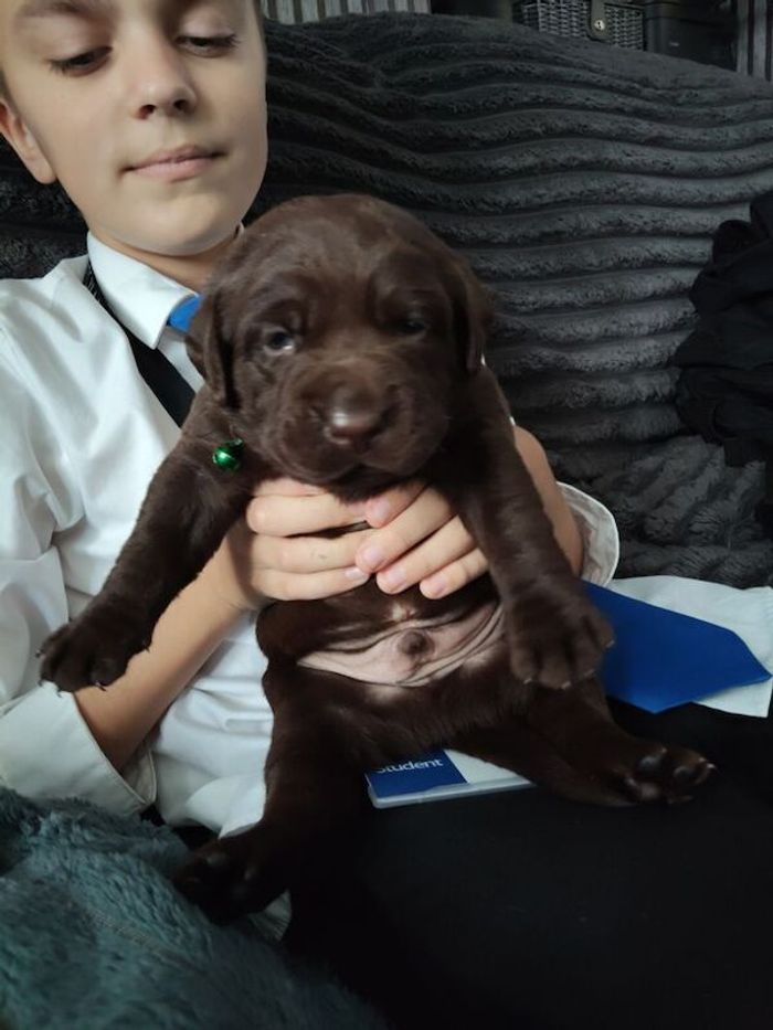 Labrador Retriever puppies for sale in Wakefield, West Yorkshire – 5 weeks old - Image 6 of 7