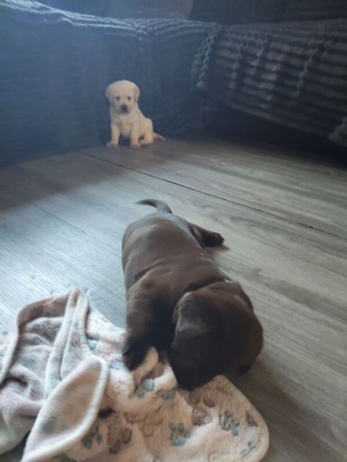 Labrador Retriever puppies for sale in Wakefield, West Yorkshire – 5 weeks old - Image 7 of 7