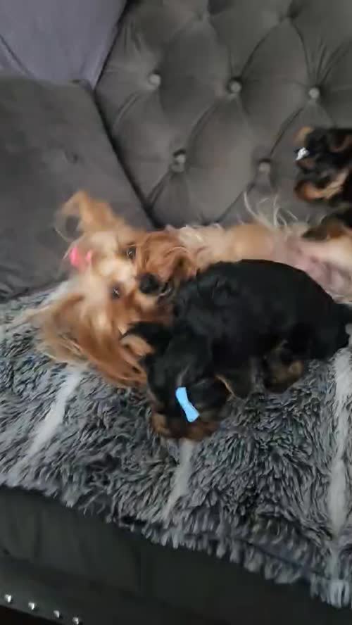 3 mini yorkshire terrier girls ready for new home for sale in Boston, Lincolnshire