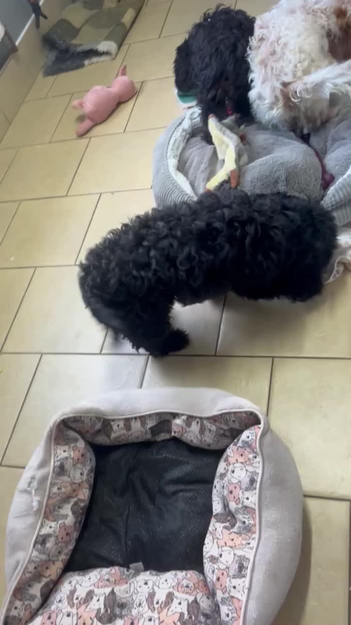 Cockapoo puppies for sale in Wisbech, Cambridgeshire – 4 months old