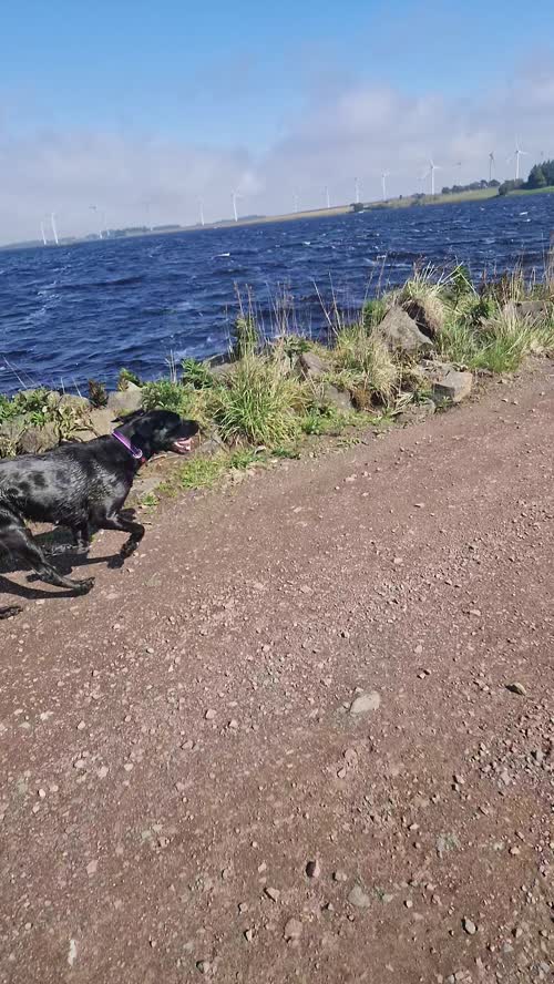 3 year old kc labrador for sale in Bathgate, West Lothian