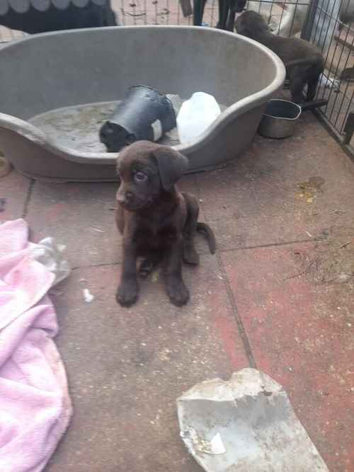 3quarter bred labrador retriever puppies for sale in Ferndown, Dorset