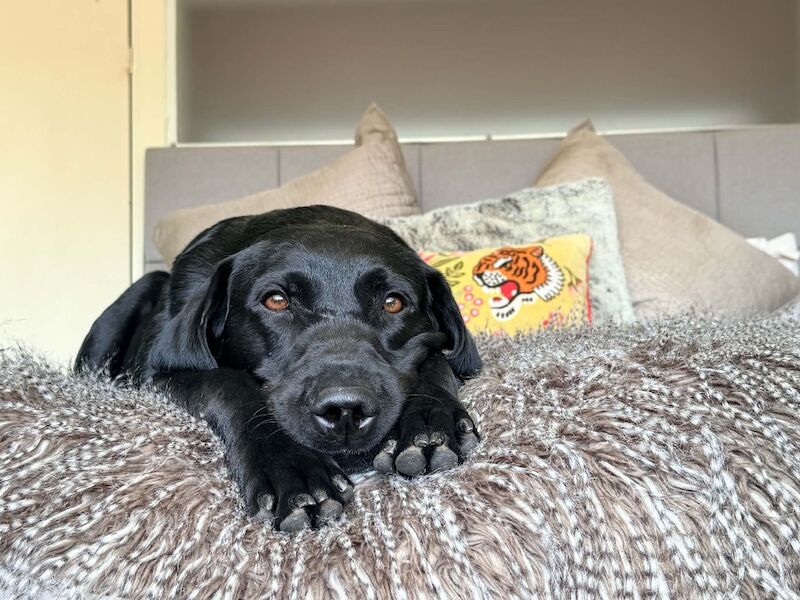3year old, KC reg black lab boy