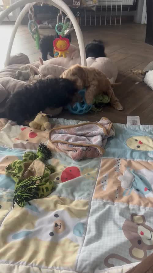 4 adorable cockapoo puppies ready now for sale in Upwell, Norfolk