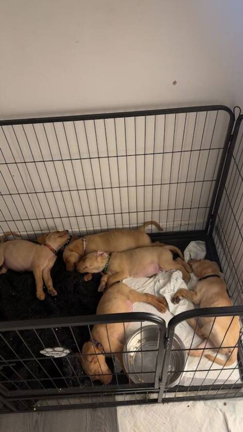 4 beautiful Labrador puppies for sale in Oswestry/Croeswallt, Shropshire - Image 6