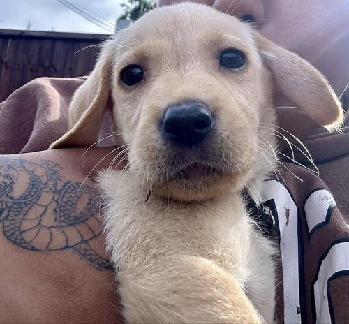 4 beautiful Labrador puppies for sale in Oswestry/Croeswallt, Shropshire - Image 1