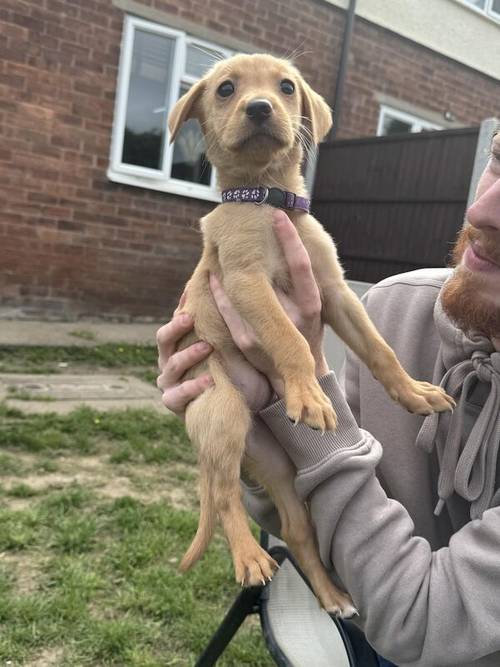 4 beautiful Labrador puppies for sale in Oswestry/Croeswallt, Shropshire - Image 4