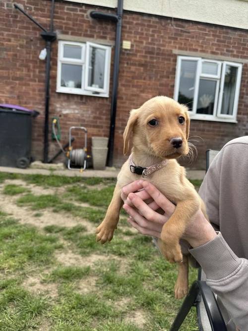 4 beautiful Labrador puppies for sale in Oswestry/Croeswallt, Shropshire - Image 5