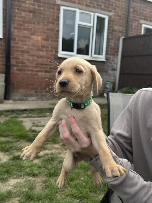 4 beautiful Labrador puppies for sale in Oswestry/Croeswallt, Shropshire - Image 3