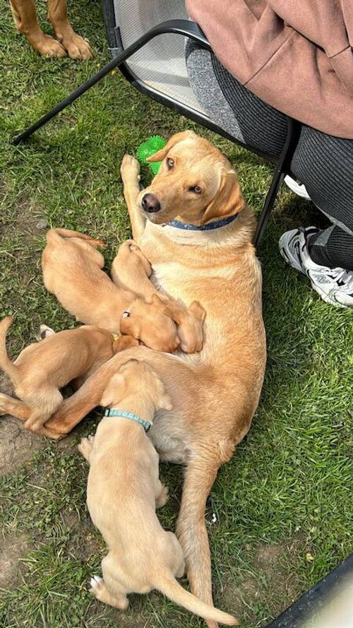 4 beautiful Labrador puppies for sale in Oswestry/Croeswallt, Shropshire - Image 2