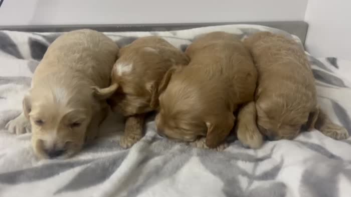 Cockapoo puppies for sale in Wisbech, Cambridgeshire – 3 weeks old
