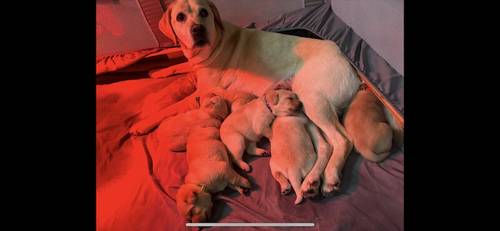 4 gorgeous Yellow Labrador puppies looking for their forever homes! for sale in Overton, Hampshire - Image 10