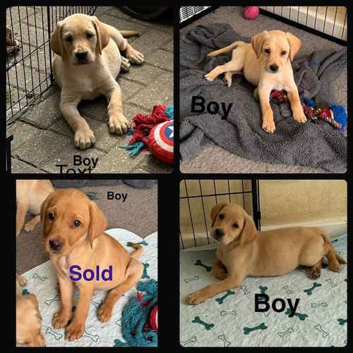 4 kc Reg Labrador puppies left for sale in Horley, Surrey