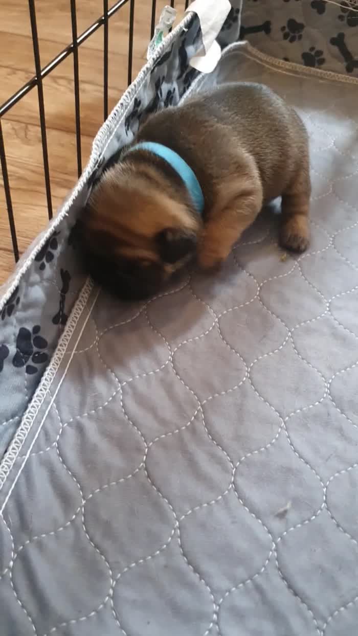 French Bulldog puppies for sale in Winchester, Hampshire – 2 weeks old