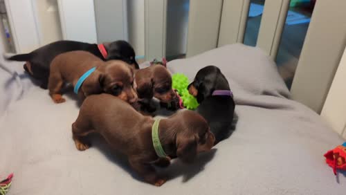 4 Standard Dachshund for sale in Middlesbrough, North Yorkshire