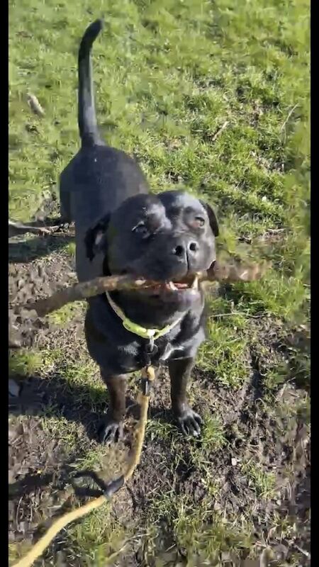 Pug x labrador sales