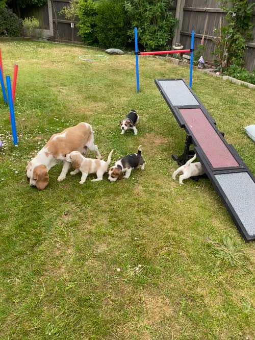4KC champion pedigree registered girls available for sale in Norwich, Norfolk