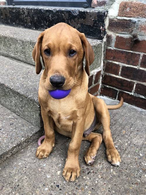 1 stunning fox red shade of yellow Labrador puppies on May 4th 2024. 5 Bitches & 4 Boys. for sale in Barnsley, South Yorkshire - Image 12