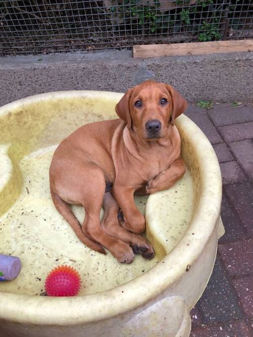 1 stunning fox red shade of yellow Labrador puppies on May 4th 2024. 5 Bitches & 4 Boys. for sale in Barnsley, South Yorkshire - Image 13