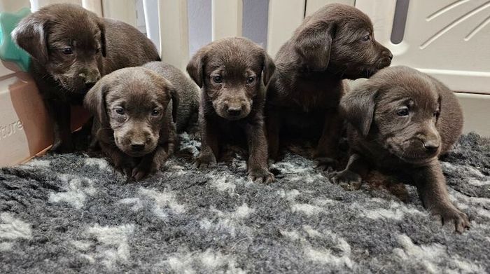 Labrador Retriever puppies for sale in Gainsborough, Lincolnshire – KC registered, 6 weeks old