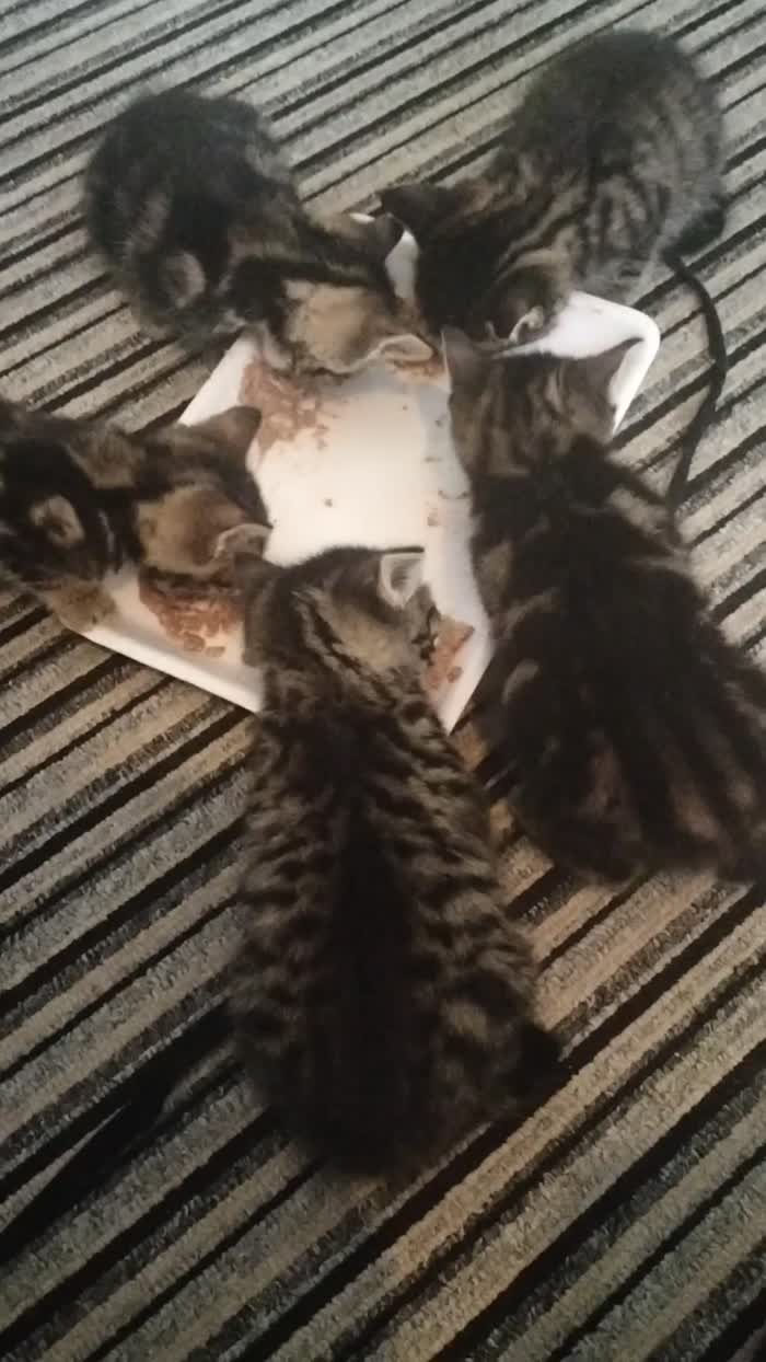Maine Coon kittens for sale in Portsmouth, Hampshire – 6 weeks old