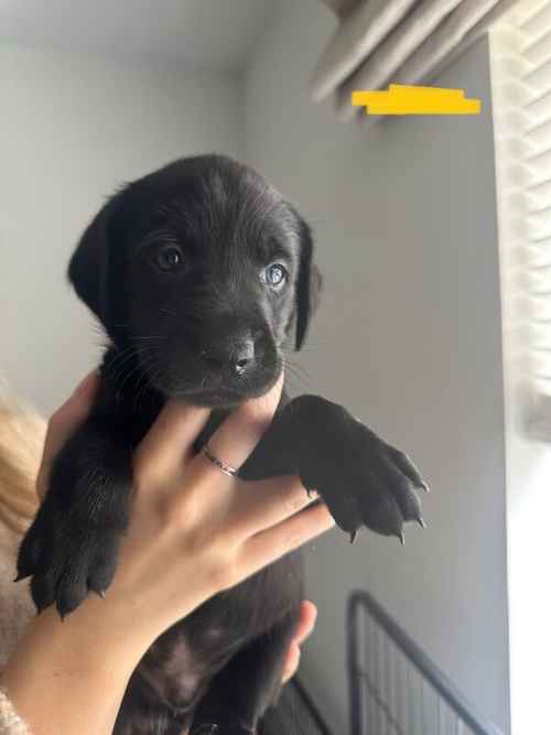 5 Black Labrador puppies for sale in Plymouth, Devon