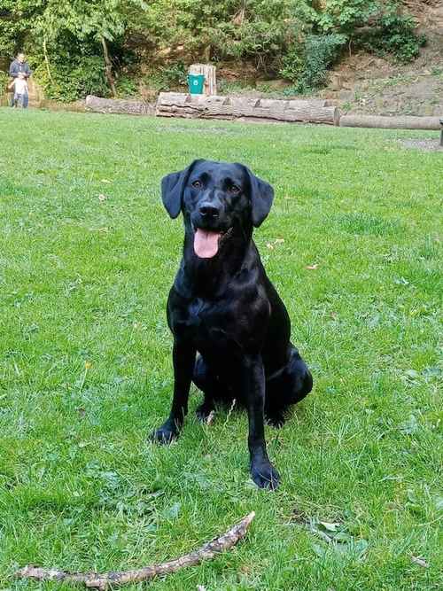 5 black labrador pups for sale in Huddersfield, West Yorkshire