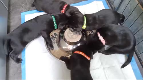 3 black labrador pups for sale in Huddersfield, West Yorkshire