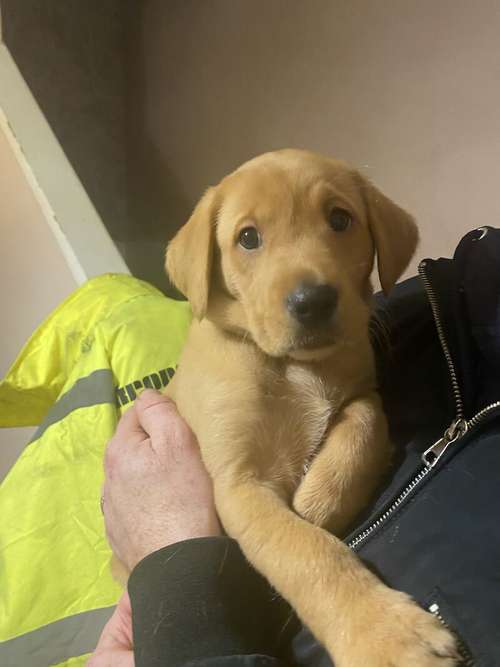5 generation fox red lab puppies for sale in Wrexham