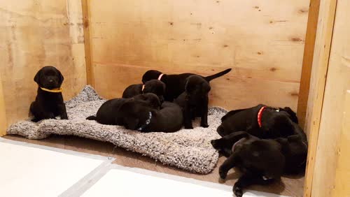 5 generation KC Labrador puppies for sale in Bilsthorpe, Nottinghamshire
