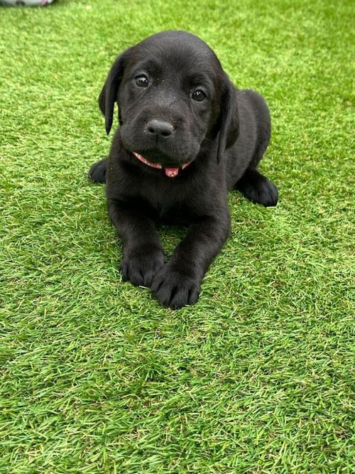 5 generation KC Labrador puppies for sale in Bilsthorpe, Nottinghamshire