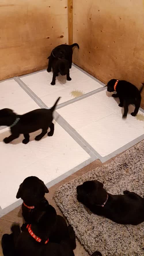 5 generation KC Labrador puppies for sale in Bilsthorpe, Nottinghamshire