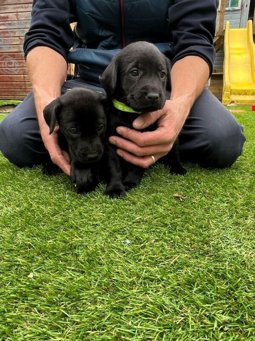 KC registered Labrador puppies for sale in Bilsthorpe, Nottinghamshire