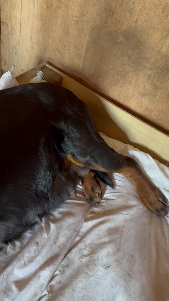 π 5-Generation Kennel Club Rottweiler Puppies β Elite Bloodlines, Exceptional Quality π for sale in Lanarkshire