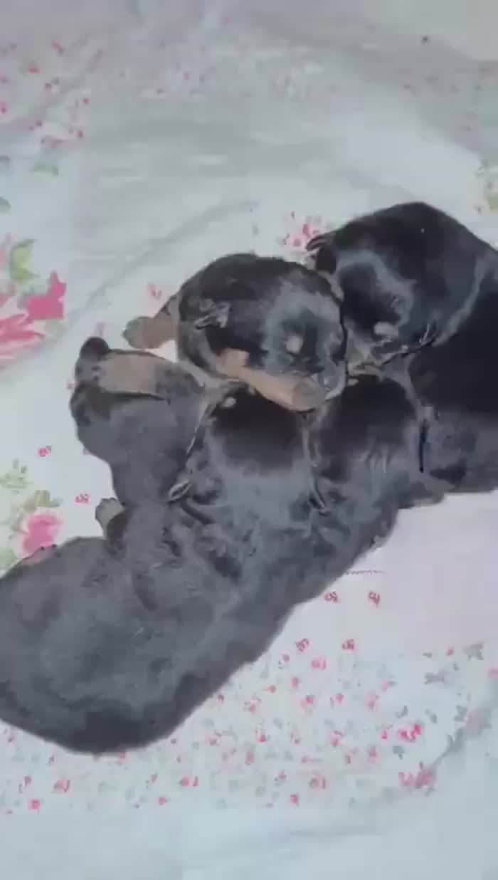 Rottweiler puppies for sale in Lanarkshire – KC registered, 2 weeks old