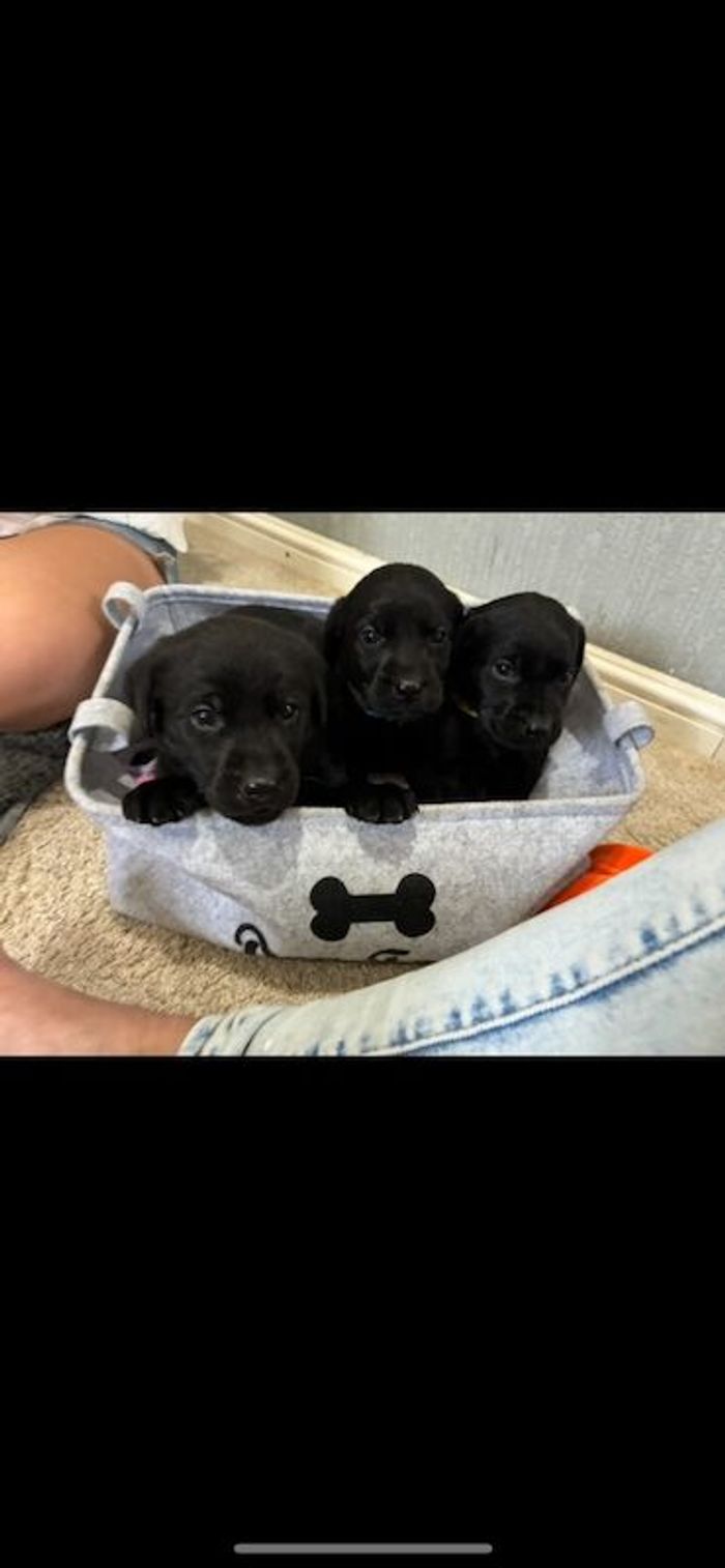 Labrador Retriever puppies for sale in Ely, Cambridgeshire – KC registered, 6 weeks old - Image 3 of 6