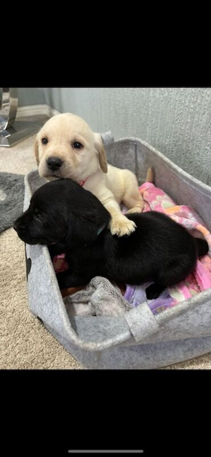 Labrador Retriever puppies for sale in Ely, Cambridgeshire – KC registered, 6 weeks old - Image 6 of 6