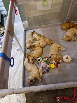 5 labrador puppies left for family homes for sale in Mossley, Greater Manchester | Image 1