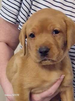 5 labrador puppies left for family homes for sale in Mossley, Greater Manchester | Image 2