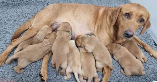 5* licenced home breeder fox red lab pups working lines for sale in Durham, County Durham