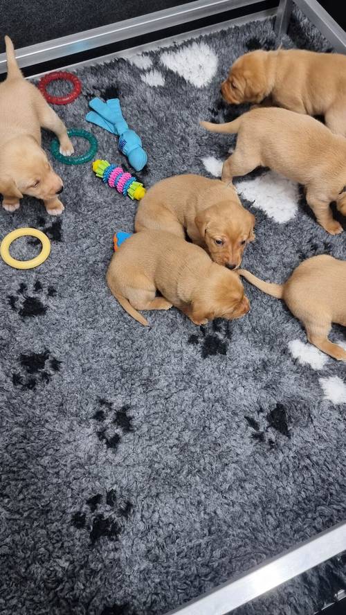 5* Licenced home breeder fox red labs pups ready to leave for sale in Durham, County Durham - Image 4