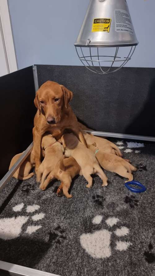 5* licenced home breeders fox red labs from working lines for sale in Durham, County Durham
