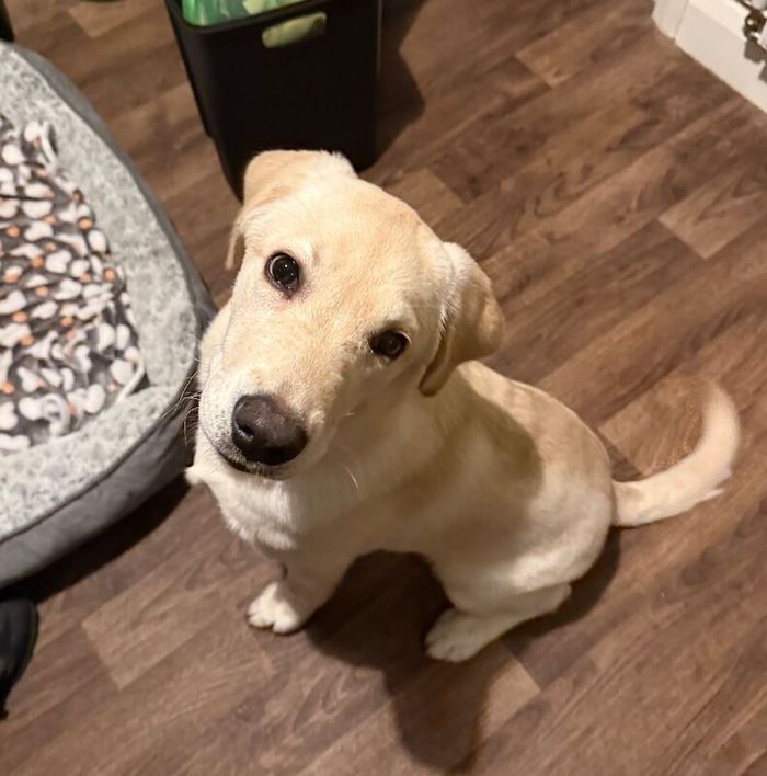 Labrador Retriever puppies for sale in Chorley, Lancashire – 5 months old