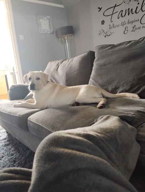 5 month old yellow lab for sale in Boston, Lincolnshire