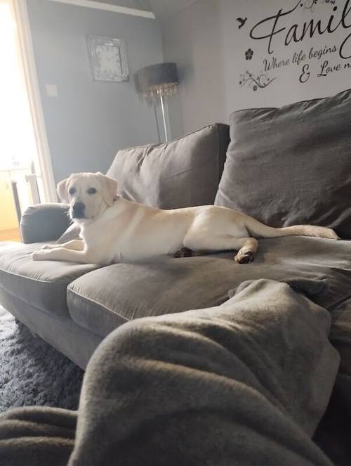 5 month old yellow lab for sale in Boston, Lincolnshire - Image 1