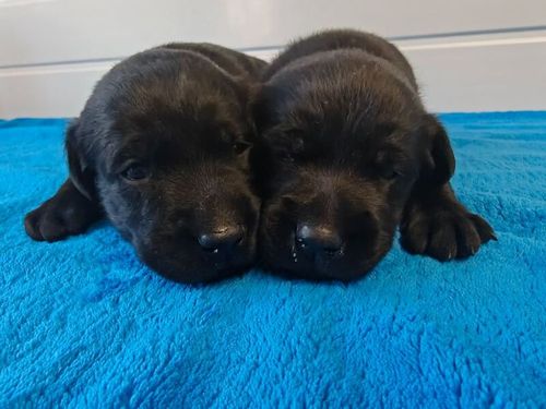 5 puppies 5 stars assured KC reg full health test for sale in Wisbech, Cambridgeshire