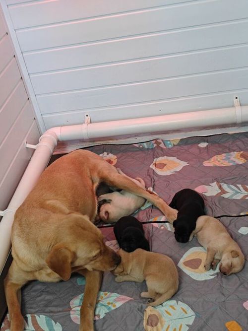 1 male puppy available 5 stars assured KC reg full health test for sale in Wisbech, Cambridgeshire