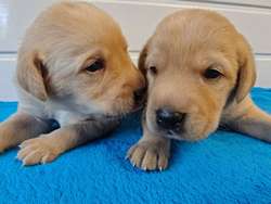 1 male puppy available 5 stars assured KC reg full health test for sale in Wisbech, Cambridgeshire | Image 2