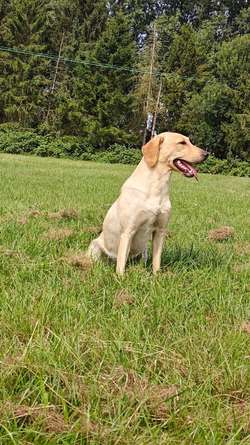 1 male puppy available 5 stars assured KC reg full health test for sale in Wisbech, Cambridgeshire | Image 3